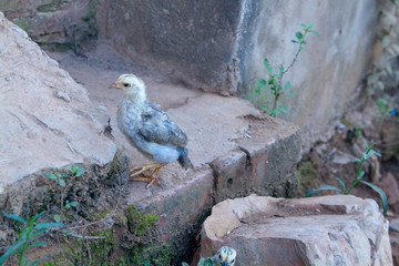 pigeon on a rock