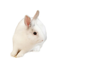  white rabbit isolated.