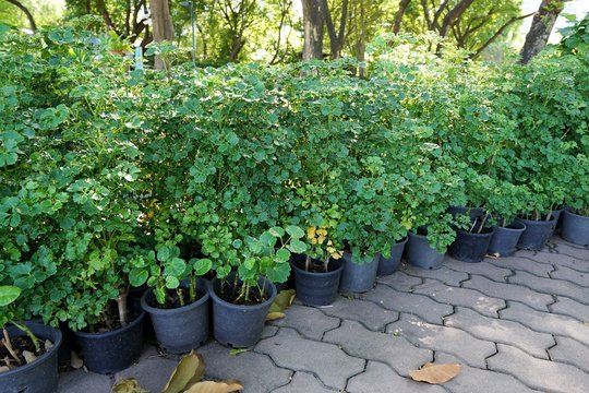 Group of polyscias Guilfoylei, Quercifolia or Geranium Aralia), Ecological Concept, Natural green wallpaper, in the garden