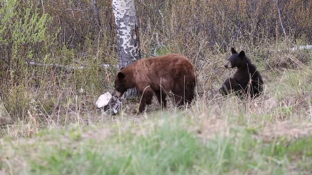 Schwarzb&radic;&sect;r mit Jungen zerlegt Vogelhaus wildlife