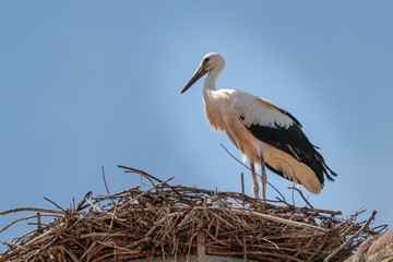 Stork in the Ecomuseumm of Mulhouse in Alsace France
