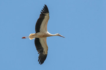Fototapeta na wymiar Stork in the Ecomuseumm of Mulhouse in Alsace France