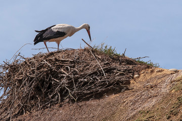 Stork in the Ecomuseumm of Mulhouse in Alsace France