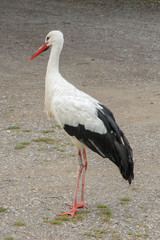 Fototapeta premium Stork in the Ecomuseumm of Mulhouse in Alsace France