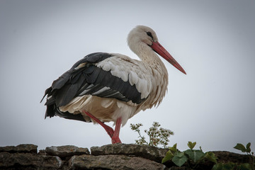 Stork in the Ecomuseumm of Mulhouse in Alsace France