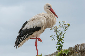 Stork in the Ecomuseumm of Mulhouse in Alsace France