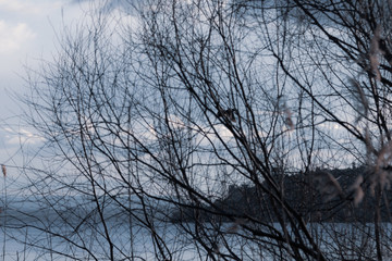 Flying bird silhouette in the midst of plants and trees