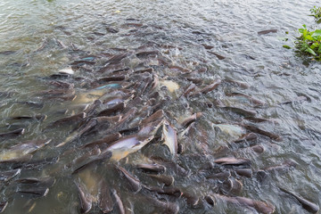 Pangasius fish are swimming in the rivers feeding at floating market.Bangkok, Thailand.