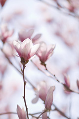 Beautiful magnolia flowers. Sunny day, soft focus, spring flowering
