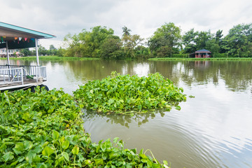 Obraz premium Many Green water hyacinth leaf in the river.Thailand.