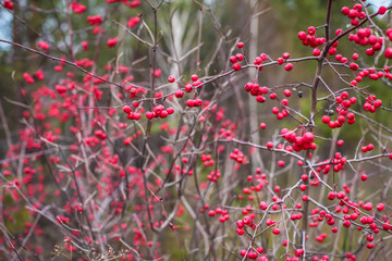 Close up Autumn red berries on branches. Bush with lots of winter berries in selective focus, natural background.