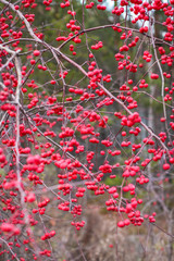 Close up Autumn red berries on branches. Bush with lots of winter berries in selective focus, natural background.