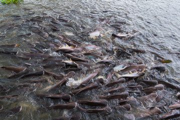 Pangasius fish are swimming in the rivers feeding at floating market.Bangkok, Thailand.