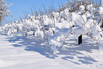 雪が着雪した樹木