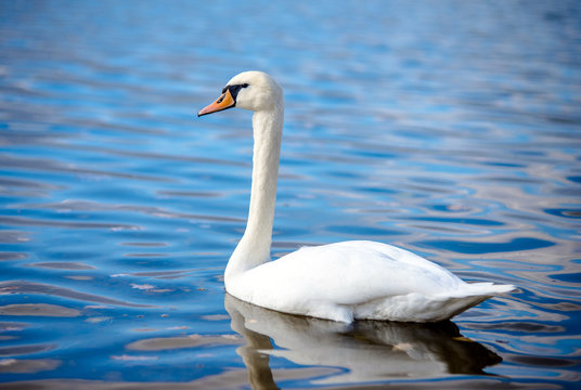 White Swan floating on the surface of the lake 