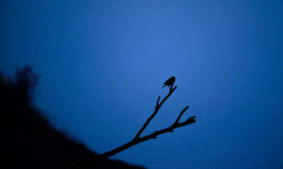 birds on the tree
