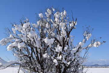 雪が着雪した樹木