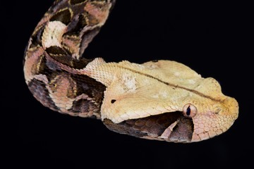 Gaboon viper (Bitis gabonica gabonica)