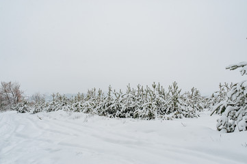 Little young pine tree covered in snow. Winter