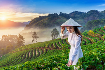 Naklejka na ściany i meble Asian woman wearing Vietnam culture traditional in strawberry garden at sunrise.
