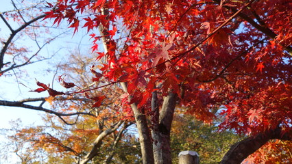 紅葉