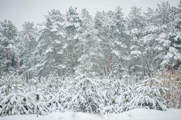 Little young pine tree covered in snow. Winter