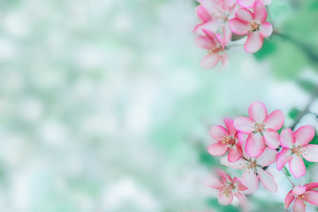 Spring apple blossom closeup copy space background