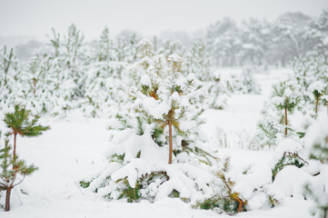 Little young pine tree covered in snow. Winter