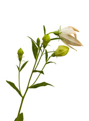 Balloon flowers (Platycodon grandiflorus)
