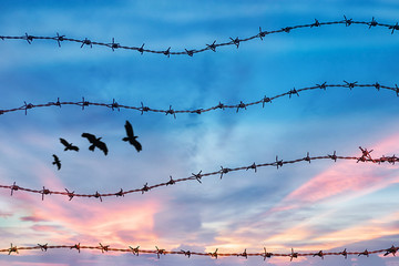 freedom and human rights concept. silhouette of free bird flying in the sky behind barbed wire with...