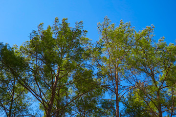 Green trees under blue sky