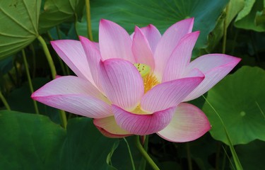 花　蓮池　夏　茨城