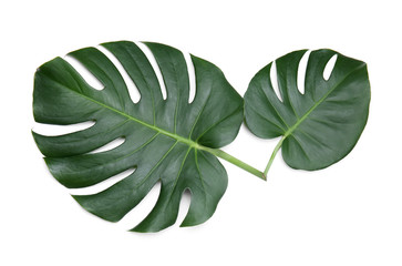 Fototapeta na wymiar Fresh tropical monstera leaves on white background
