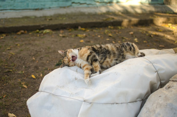 homeless cat resting and yawning