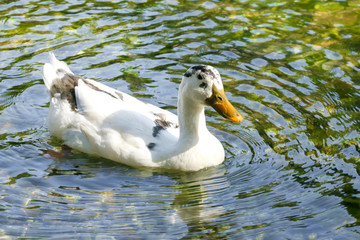 Ducks floating on the lake