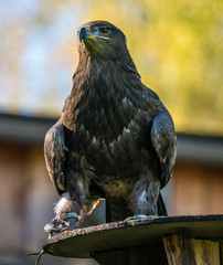 Wüstenbussard - Harris Hawk - Parabuteo unicinctus