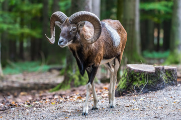 Europäischer Mufflon - Ovis gmelini musimon