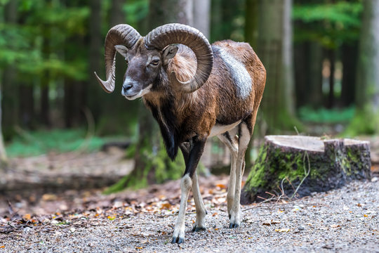 Europ&auml;ischer Mufflon - Ovis gmelini musimon