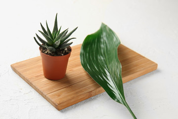 Wooden board with green plant in pot and tropical leaf on light background