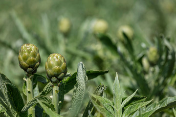 field artichoke
