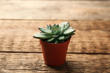 Green plant in pot on wooden table