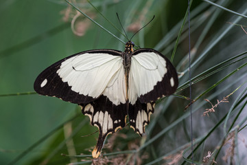 Botanischer Garten München - Schein-Schwalbenschwanz