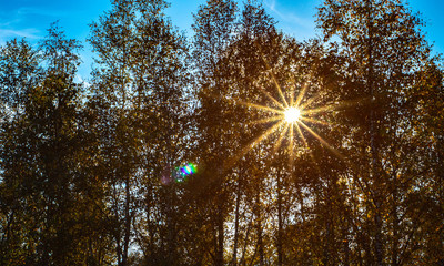 Obraz premium sun in tree