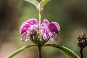 Flor violeta