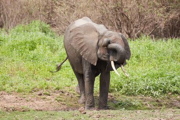 Naklejka premium Group of Wild Elephants , Safari Selous , Tanzania 