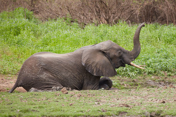 Group of Wild Elephants , Safari Selous , Tanzania 