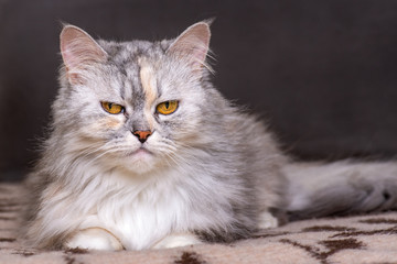 Fototapeta na wymiar Portriat of cat on brown sofa background
