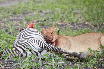 Obraz na płótnie Canvas Young lion eating zebra Safari , Tanzania Africa 