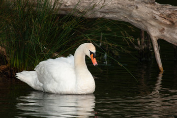 Cisne vulgar (Cygnus olor)
