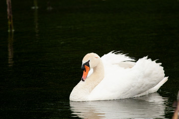 Obraz premium Cisne vulgar (Cygnus olor)